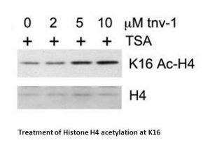 Tenovin-1