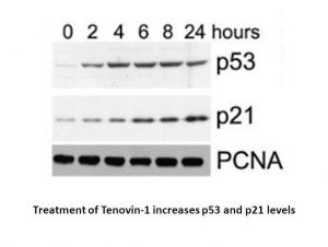 Tenovin-1