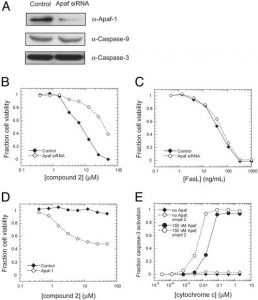 Apoptosis Activator 2